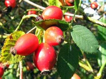 Rosa canina: Typische rote, essbare Hagebutten