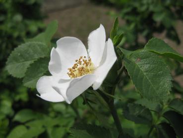 Rosa canina blüht im Juni.