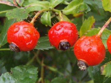 Rote Hagebutten bei Rosa carolina