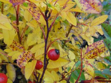 Rosa carolina mit gelben Herbstlaub und Hagebutten