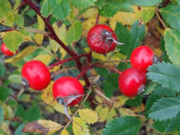 Hagebutten und Laub der Sandrose, Aufnahme von Mitte Oktober