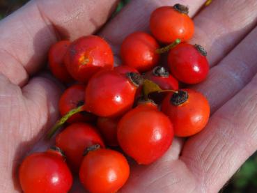 Dünenrose, die Hagebutten wurden Ende Oktober geerntet