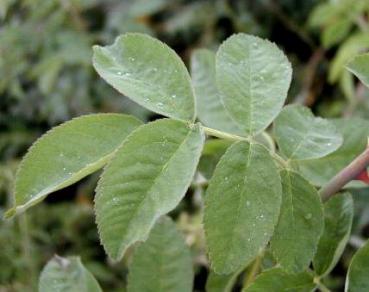 Rosa corymbifera - Dornenlose Rose