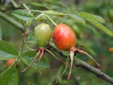 Tyskros - Rosa elliptica