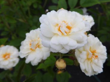 Weißen Blüten der Kletterrose (Rosa filipes).