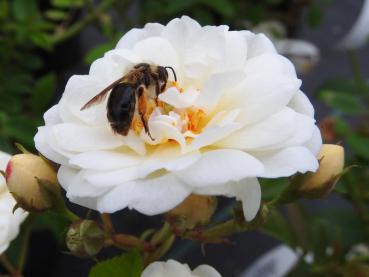 Auch bei Bienen und Hummeln beliebt: die Kletterrose Rosa filipes