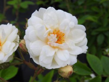 Die halbgefüllten, weißen Blüten der Rosa filipes