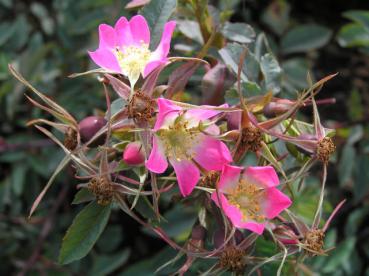 Rosa glauca - Blaue Hechtrose