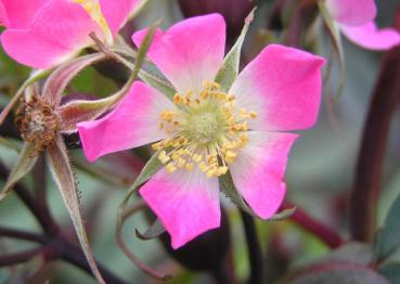 Rosablühende Blaue Hechtrose