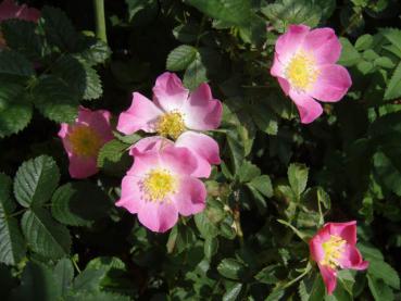 Pinker Blütenflor bei Rosa glauca