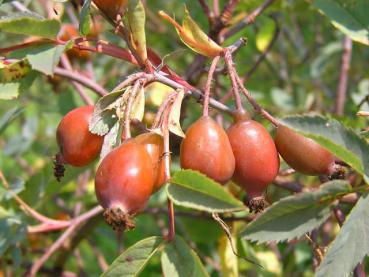 Hagebutten von Rosa glauca