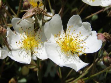 Rosa helenae mit Blüten