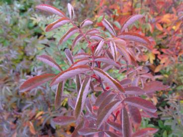 Rotes Herbstlaub von Rosa majalis