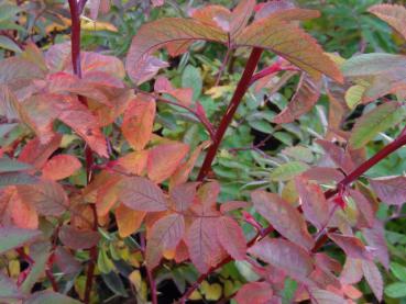 Die Zimtrose mit herbstlich gefärbten Laub