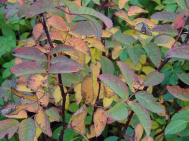 Rosa majalis - bunte Herbstfärbung