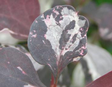 Berberis ottawensis Silver Miles