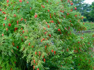 Rosa moyesii reichtet in derRegel sehr reichlich.