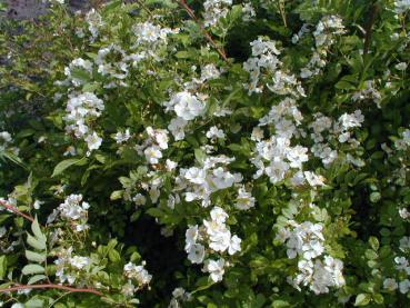 Rosa multiflora - Vielblütige Rose