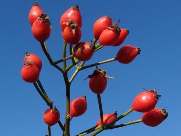 Hagebutten von Rosa multiflora