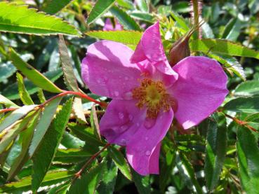 Rosa nitida - Glanzrose