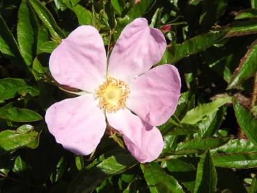 Nahaufnahme der rosa Blüte von Rosa nitida
