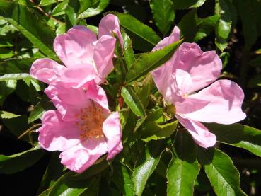 Leicht duftende Blüten der Glanzrose