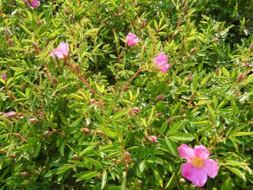 Rosa nitida