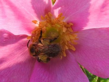 Rosa nitida