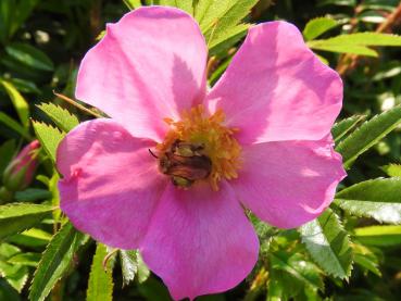 Rosa nitida