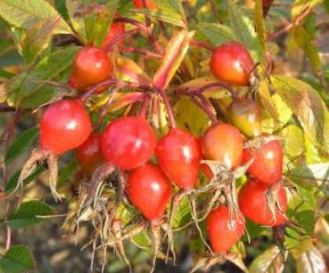 Kugelige Hagebutten der Rosa nitida