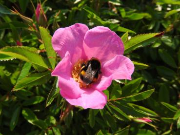 Rosa nitida