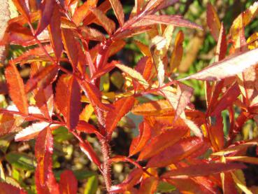 Aufnahme aus Mitte Oktober: Orange-rote Herbstfärbung der Glanzrose