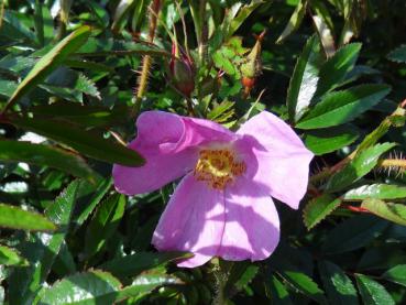 Rosa Blüte von Rosa nitida