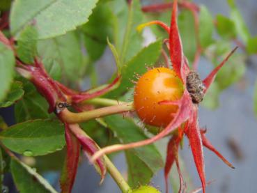 Noch nicht ganz reife Hagebutte bei Rosa palustris