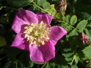 Schöne rosa Blüte bei Rosa pendulina