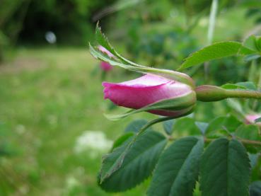 Knospen der Alpen-Heckenrose im Mai