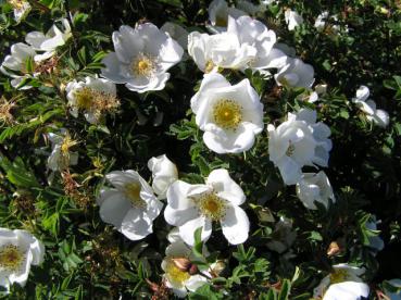 Pimpinellros - Rosa pimpinellifolia