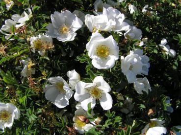 Rosa pimpinellifolia - Bibernellrose