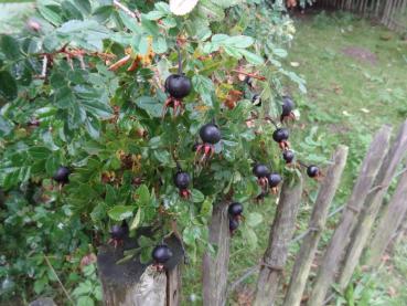 Ab August werden die schwarzen Hagebutten der Bibernellrose gebildet