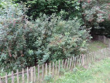 Die Bibernellrose als Gestaltungselement neben einem Gartenzaun