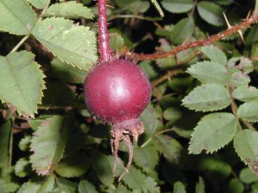 Im Herbst werden schwarze Hagebutten gebildet