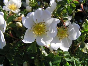 Das Synonym für Rosa pimpinellifolia heißt Rosa spinossisima