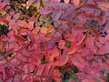 Herbstlaub von Rosa pimpinellifolia