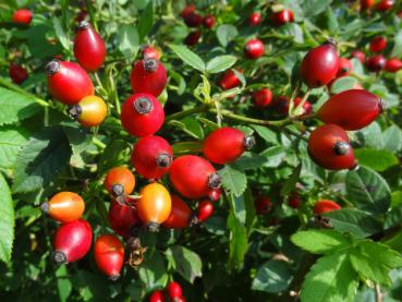 Rosa rubiginosa - Schottische Zaunrose