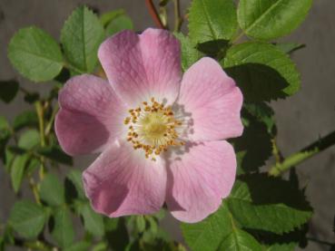Blüte von Rosa rubiginosa
