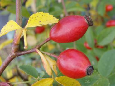 Rosa rubiginosa