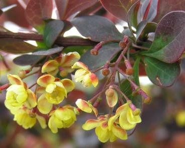 Rotblättrige Strauchberberitze - Berberis ottawensis Superba