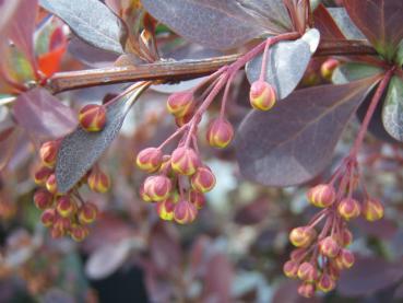 Gelbe Knospen der Rotblättrigen Strauchberberitze