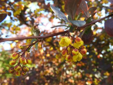 Schöner Kontrast bei der Rotblättrigen Strauchberberitze: Gelbe Blüten und dunkelrote Blätter.