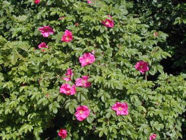 Rosablühende Kartoffelrose, auch Apfelrose